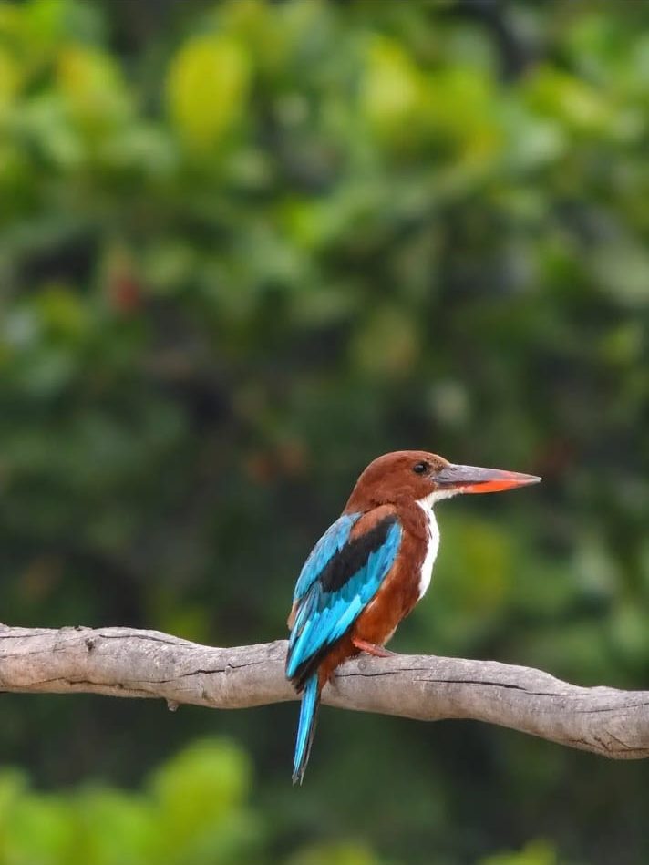 A white-throated kingfisher perched on a bare branch against soft green foliage.